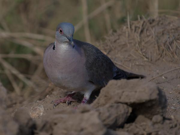 <h3><a href="/trips/tanzania/biota/animalia/chordata/aves/026 columbiformes/001 columbidae/streptopelia decipiens/streptopelia decipiens-nl.html">Streptopelia&nbsp;decipiens</a> / Mourning&nbsp;collared&nbsp;dove / Treurtortel</h3>OM-1 Mark II met OLYMPUS M.150-400mm F4.5, 1/2000 sec  bij F4.5, ISO 1000, afstand 8.8&nbsp;m